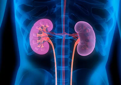 &nbsp;Discover How Single-Cell Functional Analysis Reveals Cellular Drivers of Transplantation Rejection